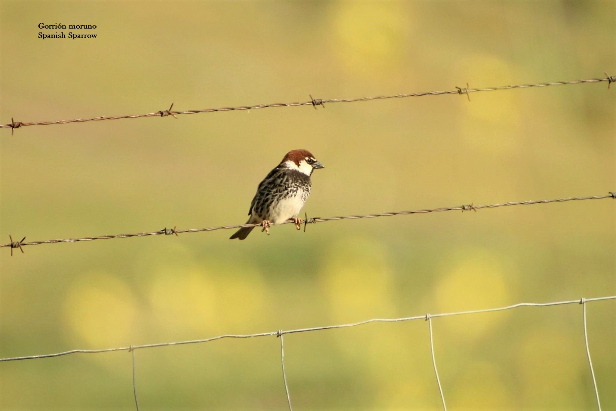 13055712_512164372302191_3073488975257265525_o